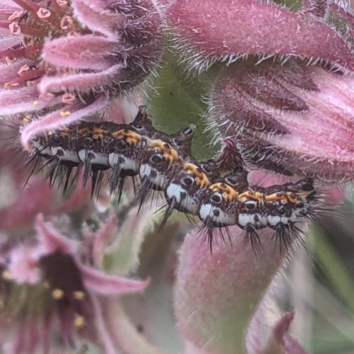 Réf. 350 614 : Acronicta euphorbiae